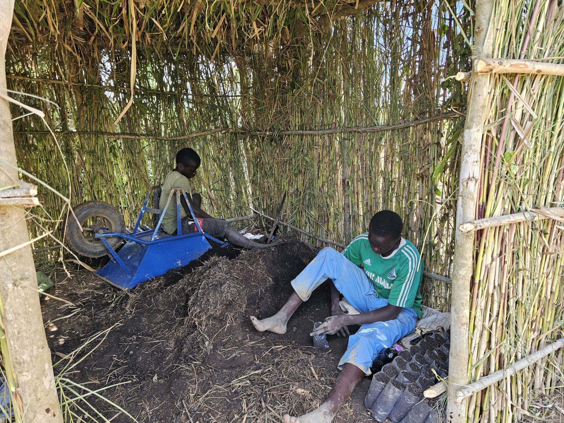 Youth training in tree nursery